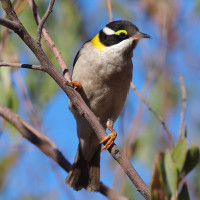Black-chinned Honeyeater